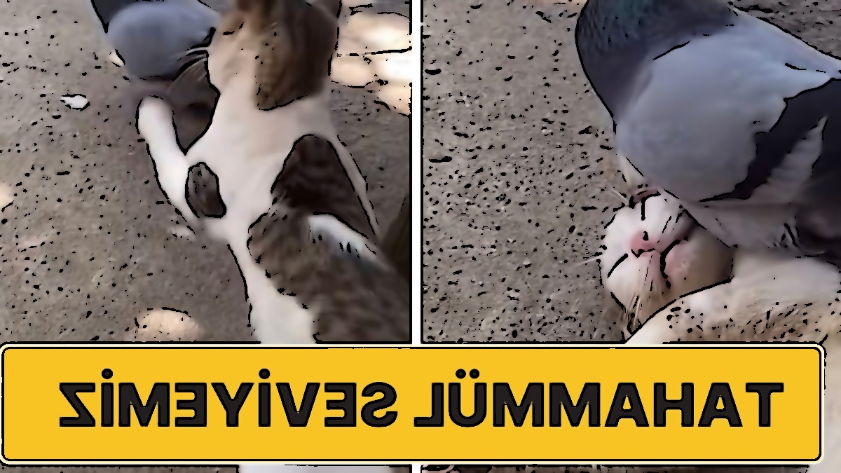 image not found